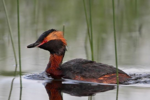 Czerwonawe szlifowanie